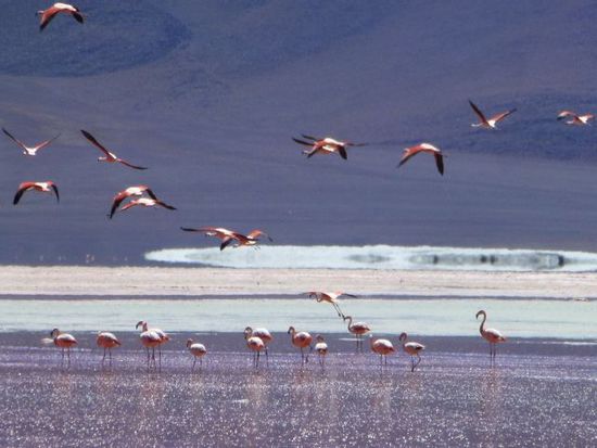 laguna colorada und die falmingos.