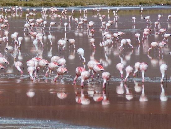 aufmarsch der flamingos, hier ein kleiner ausschnitt.
