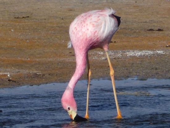 unser lieblingsflamingo ganz nahe an unserer badewanne.