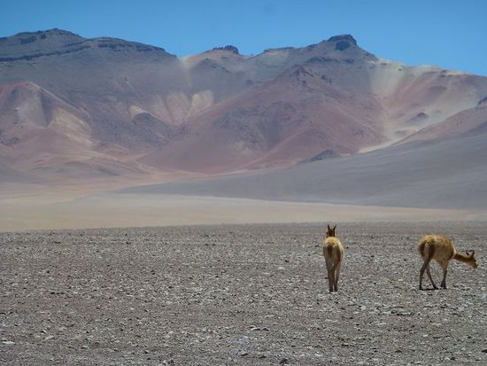 vicunas, was fressen die viecher eigentlich hier...