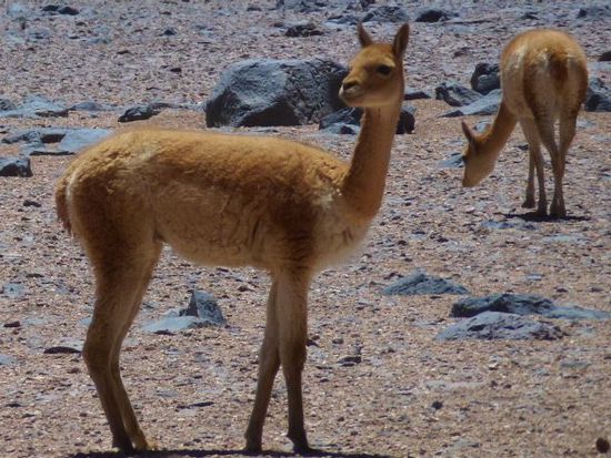 wir staunen immer wieder von welchem gras sich die eleganten vicunas ernaehren, man findet sie bis ueber 5000 meter.