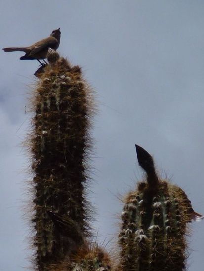 sogar ein kaktusvogel gibt ein jubilaeumskonzert.
