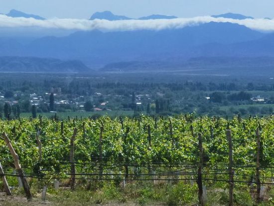 oberhalb cafayate wachsen die besten trauben im herrlichen tal.