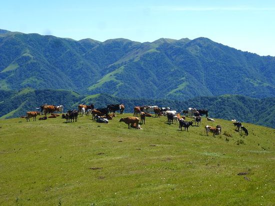 kuhfladen, bremsen, kuehe, schafe und ziegen, wir fuehlen uns wie zuhause und schnaufen den herben geruch der natur froehlich ein.
