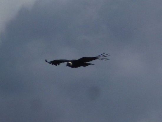 besuch vom himmel, ein condor schwirrt ueber unsere koepfe.