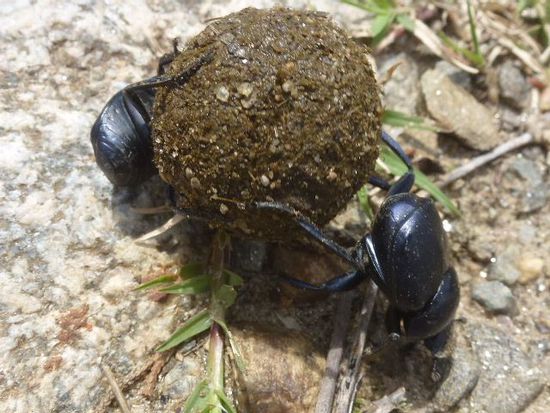 die rollenden mistkaefer waren noch die freundlichsten kamerade der kaefer und insekteninvasion in der villa venus.