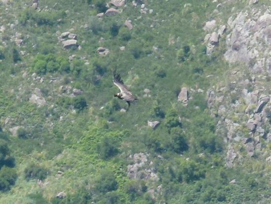 der groesste vogel der welt, die 3 meter spannweite koennen bis 60 jahre alt werden. hier lernen sie ihrem nachwuchs das thermische gleiten ohne fluegelschlag. adios amigos, hasta el proxima viaje.