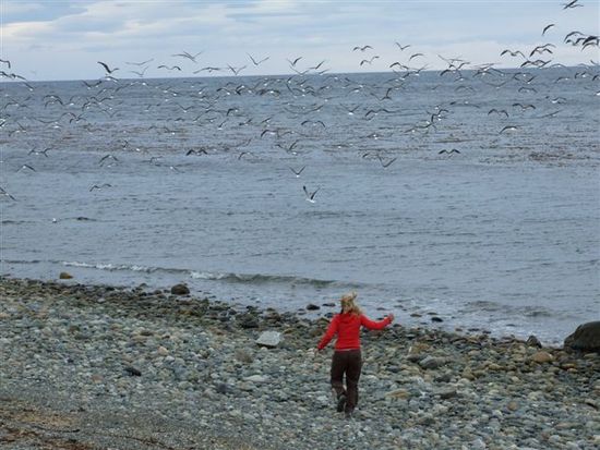 anke jagt die gänse und möwen von nils holgerson davon