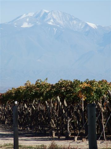 winelands in den wegen von mendoza