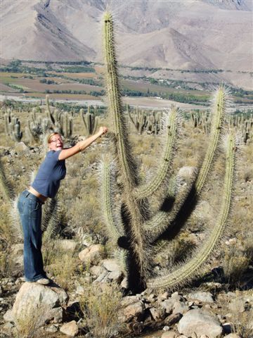 die riesigen kakteen im valle elqui treffen auf die zarte anke.