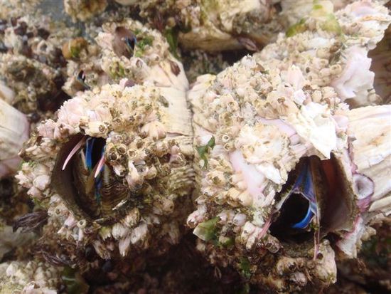 hier frischfröhlich am strand - picorocos auf angeschwemmten bojen - ebenfalls eine delikatesse!