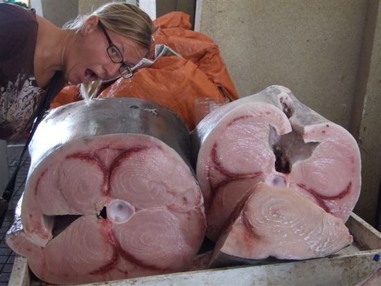 anke und die schwertfische.