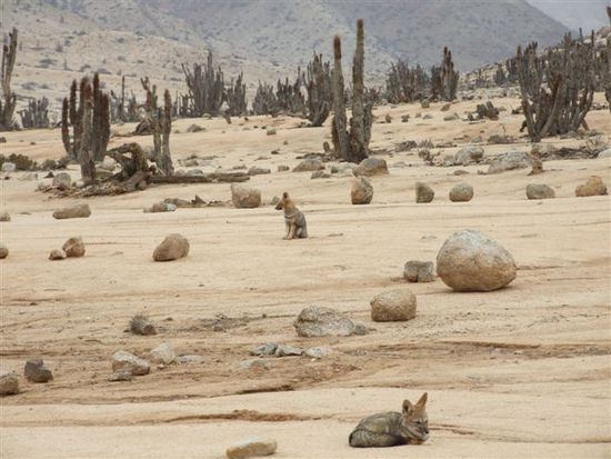 füchse kakteen und sand, sonst nichts.