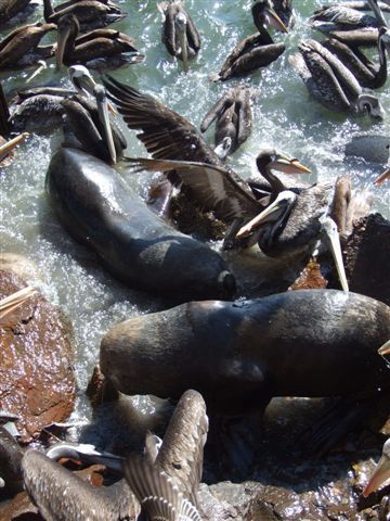 die fischer schmeissen ihre resten ins wasser - der grosse kampf beginnt.