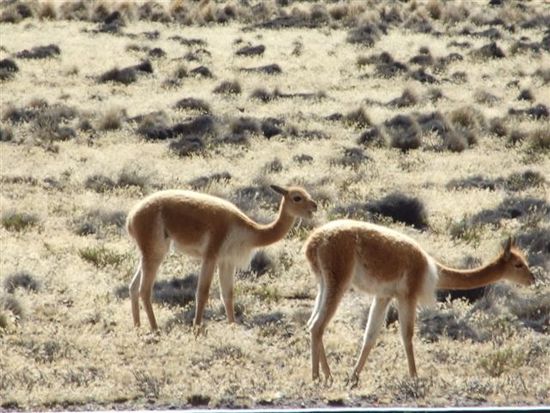 erste vicunas im anliegenden nationalpark.
