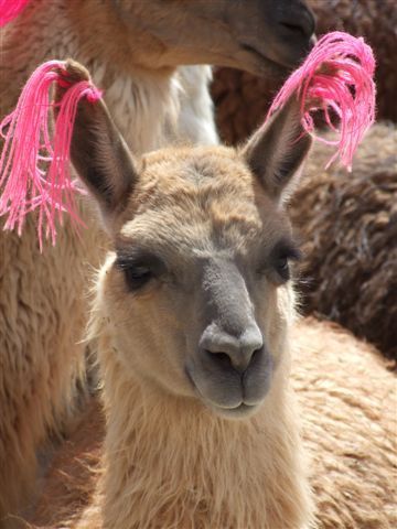 herrlich - lamas mit ihren ornamentierten ohren.