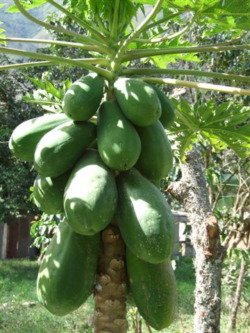 papayas spriessen in scharen.
