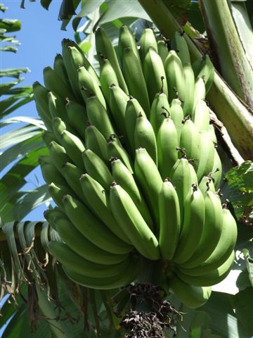 bananen biegen sich in die sonne.