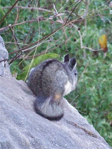 die scheuen ruinen-chinchillas verstecken sich vor (fast) allen touris.