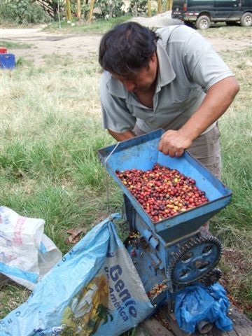 abwarten und kaffee trinken - hier von pablito frisch vom baum gepflückt direkt in die mahlmaschine.
