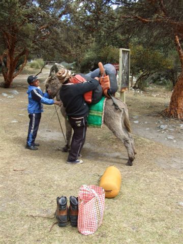 mit dem burro gehts hoch zum basecamp.