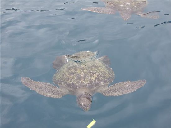 zur abwechslung schaut mal eine schildkröte an backbord vorbei.