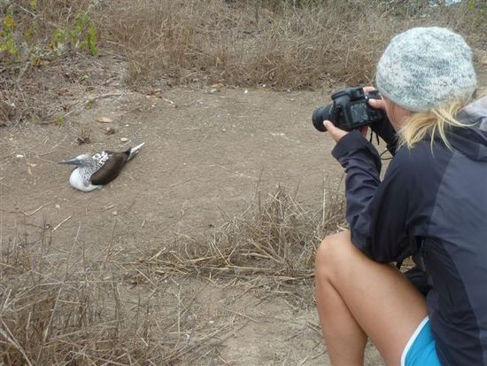 hier schlägt das herz des hobbyfotographen, die tiere auf isla plata sind wie auf den galapagos zutraulich und beobachten uns besucher von auge zu auge.