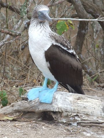 patas azules oder blue booby.
