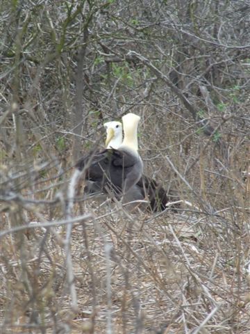 die albatrosse tanzen um die angebetene albatrossin.