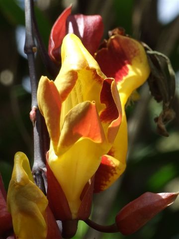 blumenfee moni, was ist das?
