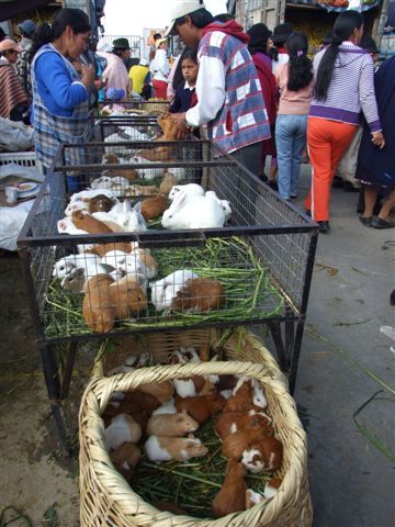 guys (meerschweine) sind ein beliebter leckerbissen - 3 für 5 dollar ein schnäppchen. guys leben meistens bei den familien in der küche. da die kleinen speedys gerne wärme haben, sitzen sie oft unterm immer warmen holzofen.