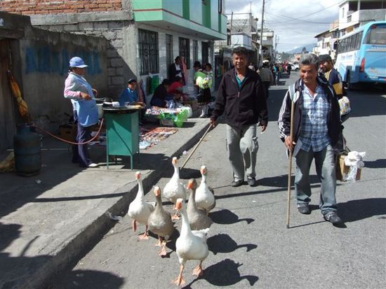 die gänse suchen den ecuadorianischen nils holgerson.