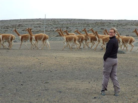 vicunas u. anke vom winde verweht.