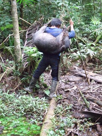 olmedo schleppt das 50 kg vieh mit der stirn heim...wir hecheln hinterher.