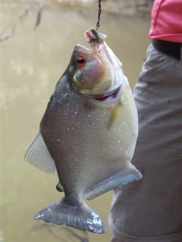 piranias zieren fiese rote augen, ein riesiges gebiss mit scharfen zähnen und leuchtende schuppen.
