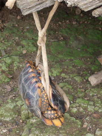 landschildkröten überleben monate ohne food, diese hängt seit wochen an der türe von francesco - uns zerreisst fast das herz.