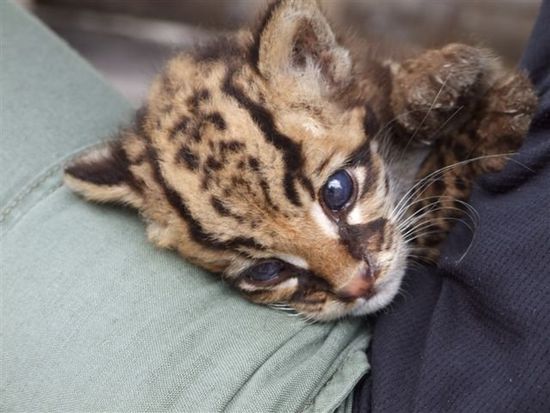 ozelotbaby (tigrillo) in olmedos haus, die mutter wurde wenige tage davor geschossen (und verspeist), da sie dem dorf zu nahe kam.
