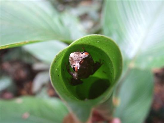 minifrosch im blätterwald, welcher verwandelter mensch versteckt sich hier in den mystischen geschichten der shiwiar?
