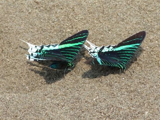 prächtige schmetterlinge (mariposas) sonnen sich am flussufer.