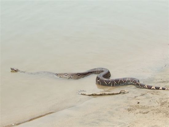 boas am strand von misahualli, wir baden trotzdem.