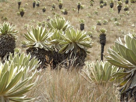 sonderbare vegetation, hier frailejones (filzstauten), diese pflanzen schüzten sich wie unser nationalgewächs edelweis mit einer filzigen behaarung vor uv-strahlen und kälte.