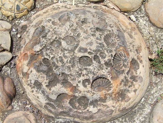 fossilien säumen den weg.