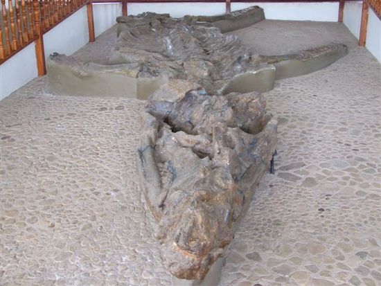 unser ältester kollege, 120 millionen jahre alt - kronosaurus