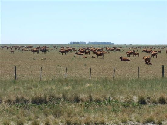 gras, rinder, ab und zu mal ein guanaca
