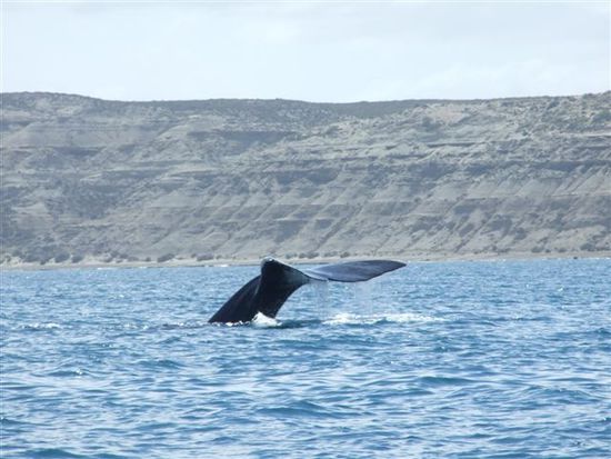 southern right whale auf dem weg in die arktis