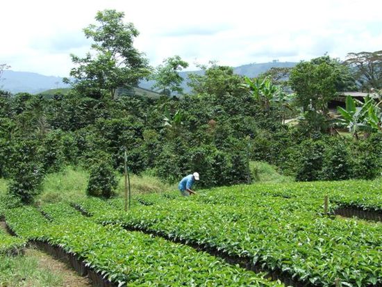 don juan auf der hacienda guayabal, kaffee stufe 1 - setzlinge.