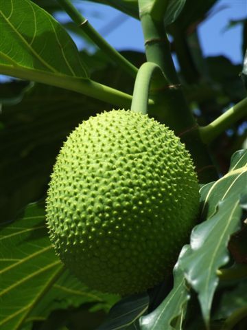 pan de fruta - breadfruit - am besten fritiert.