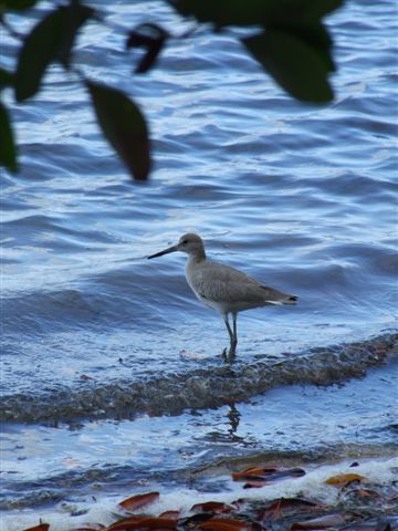 mangrove nat. park. neben bierdosen gibt es doch noch schöne vögel.