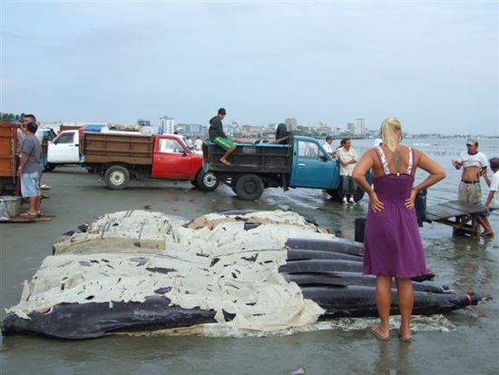 das massaker am strand von manta.