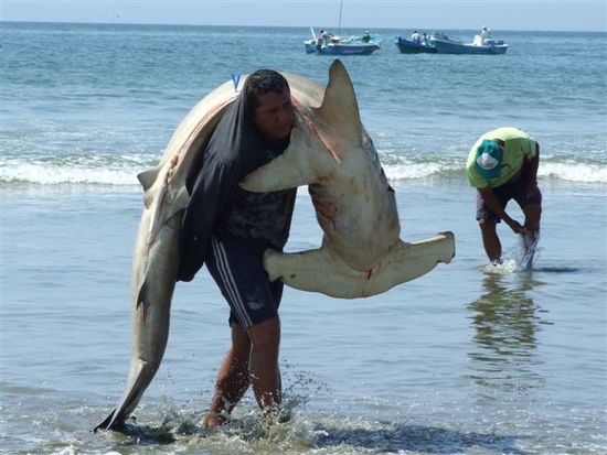 herrlicher hammershark auf dem weg zur schlachtbank.
